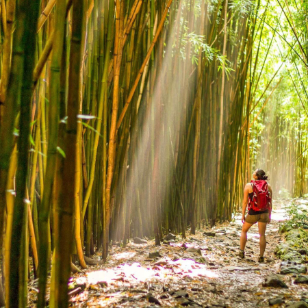 holoholomauitours bamboo forest visitor hiking product images