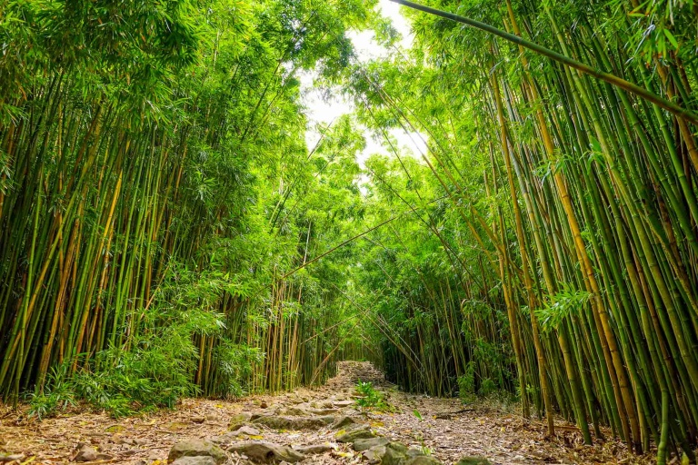 holoholomauitours pipiwai trail bamboo pools of oheo road to hana maui